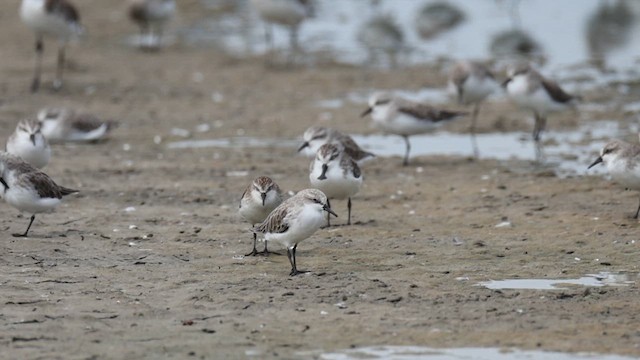 skjesnipe - ML646066757