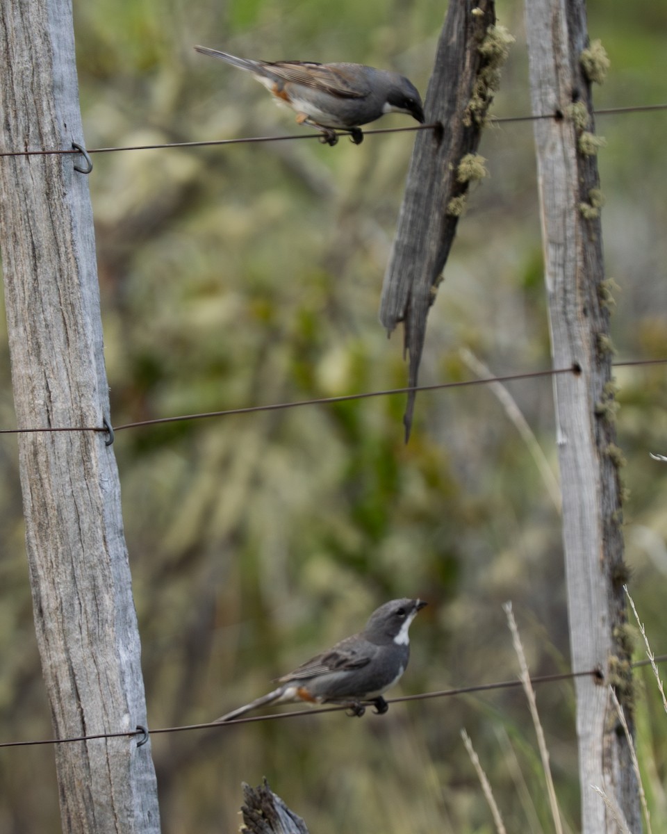 Diuca Finch - ML646066764