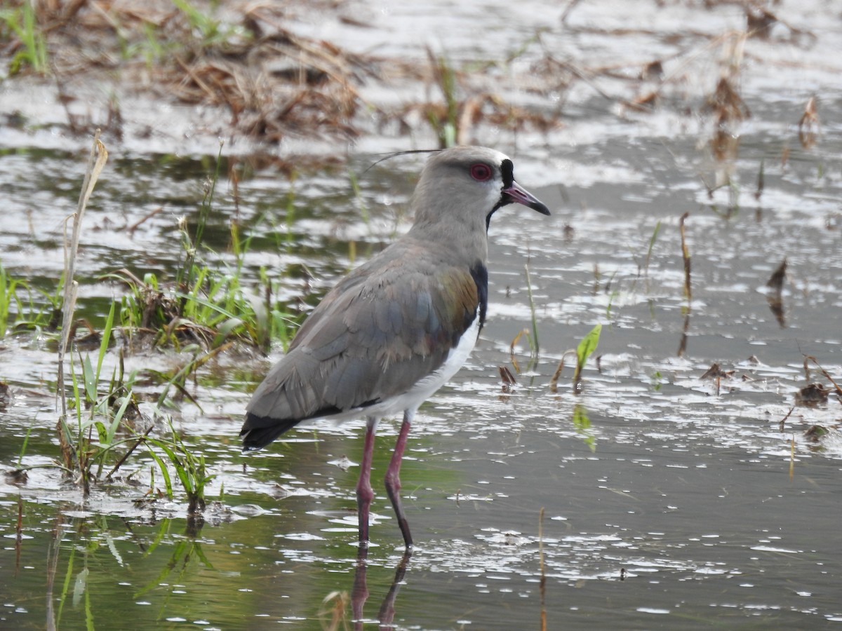 Southern Lapwing - ML646066765