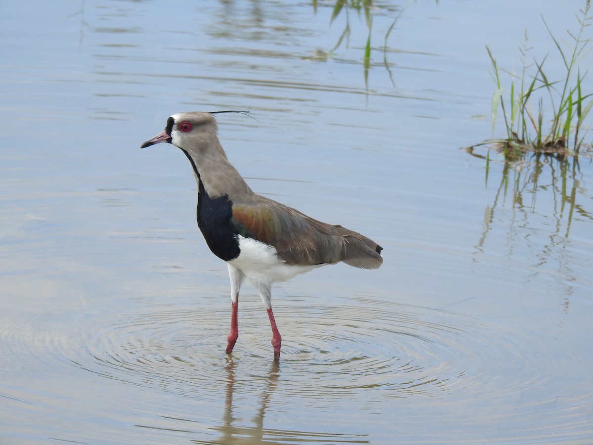 Southern Lapwing - ML646066766