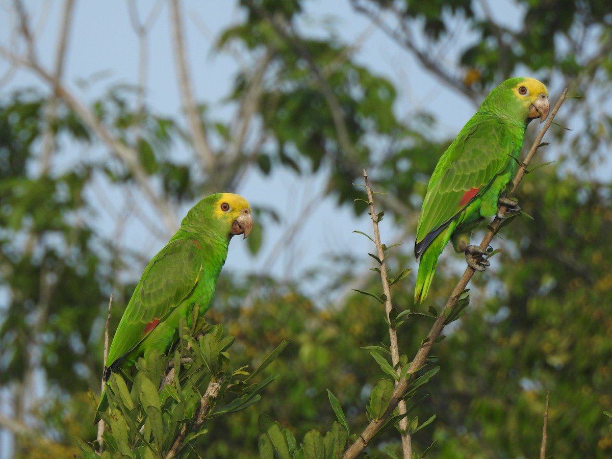 Gelbkopfamazone - ML646066776