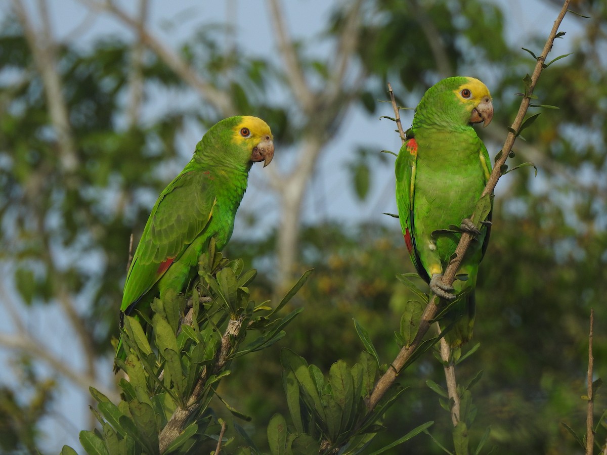 Gelbkopfamazone - ML646066789