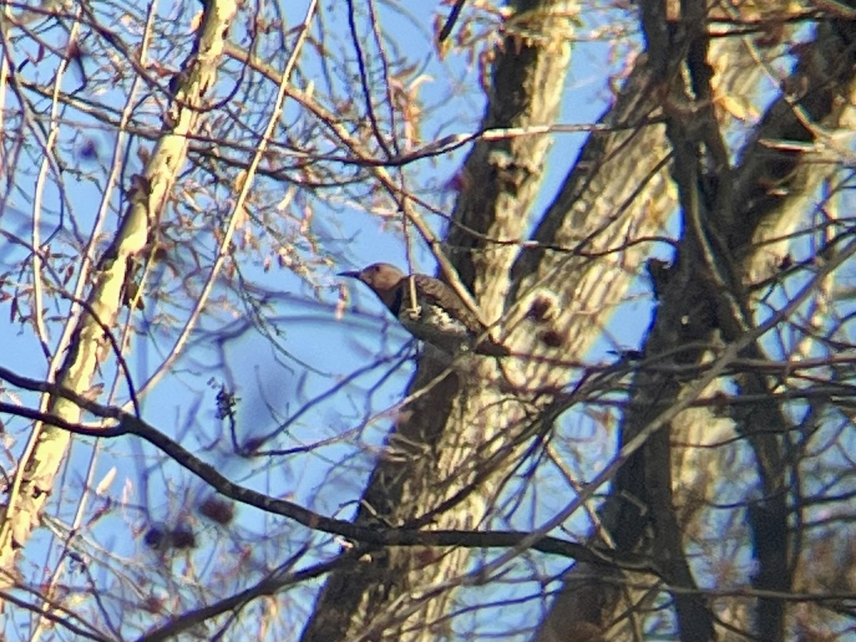 Northern Flicker - ML646066796