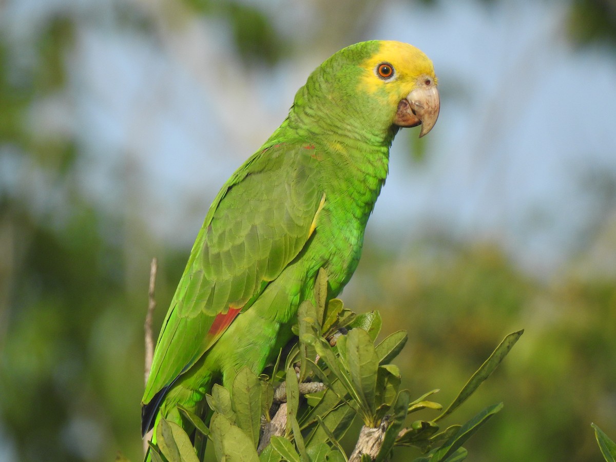 Gelbkopfamazone - ML646066803