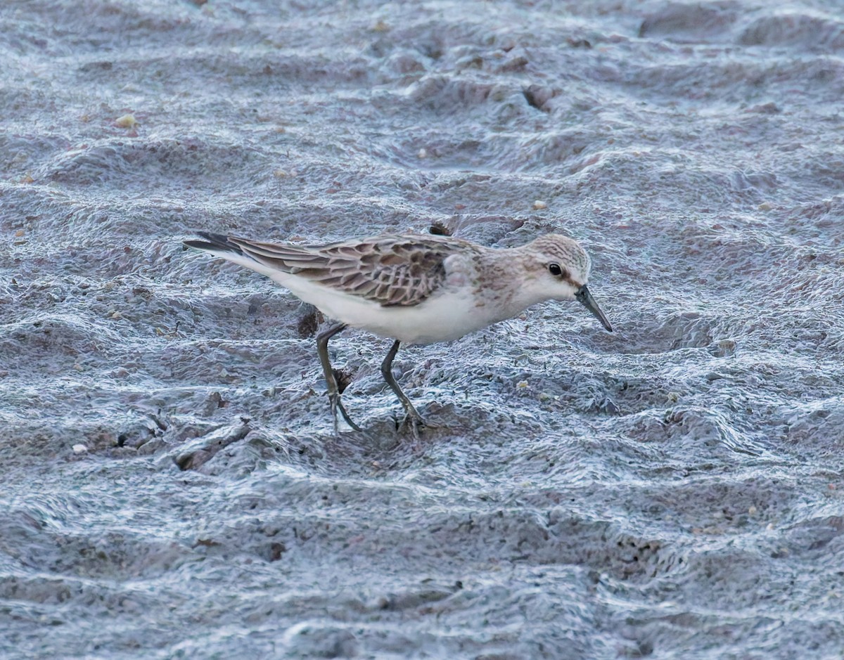 rødstrupesnipe - ML646066806