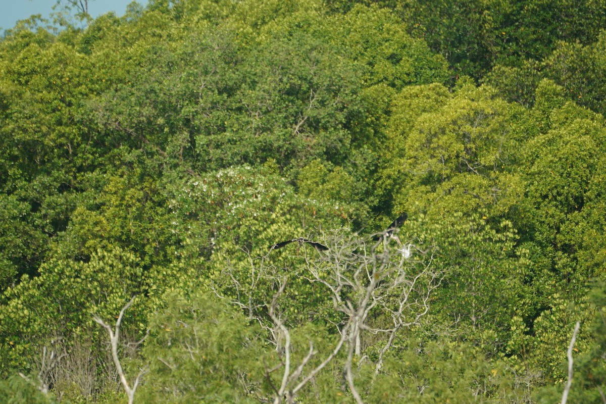 beltestork - ML646066812