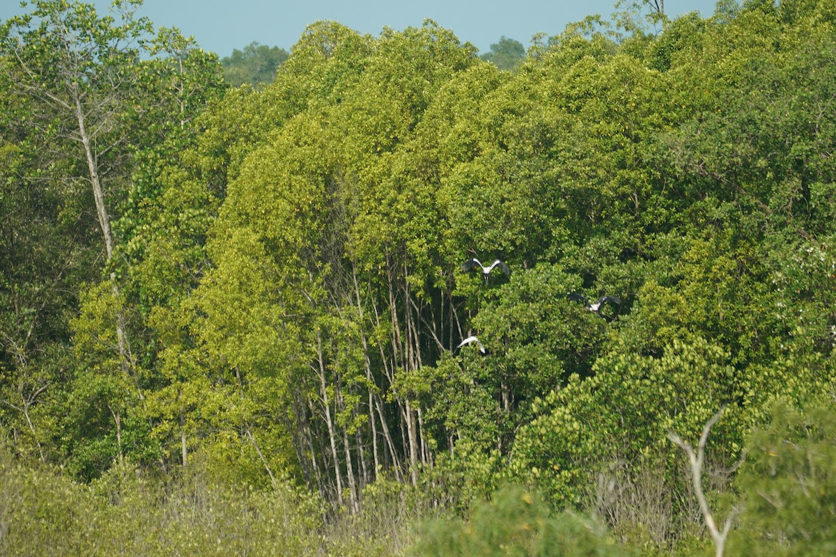 beltestork - ML646066813