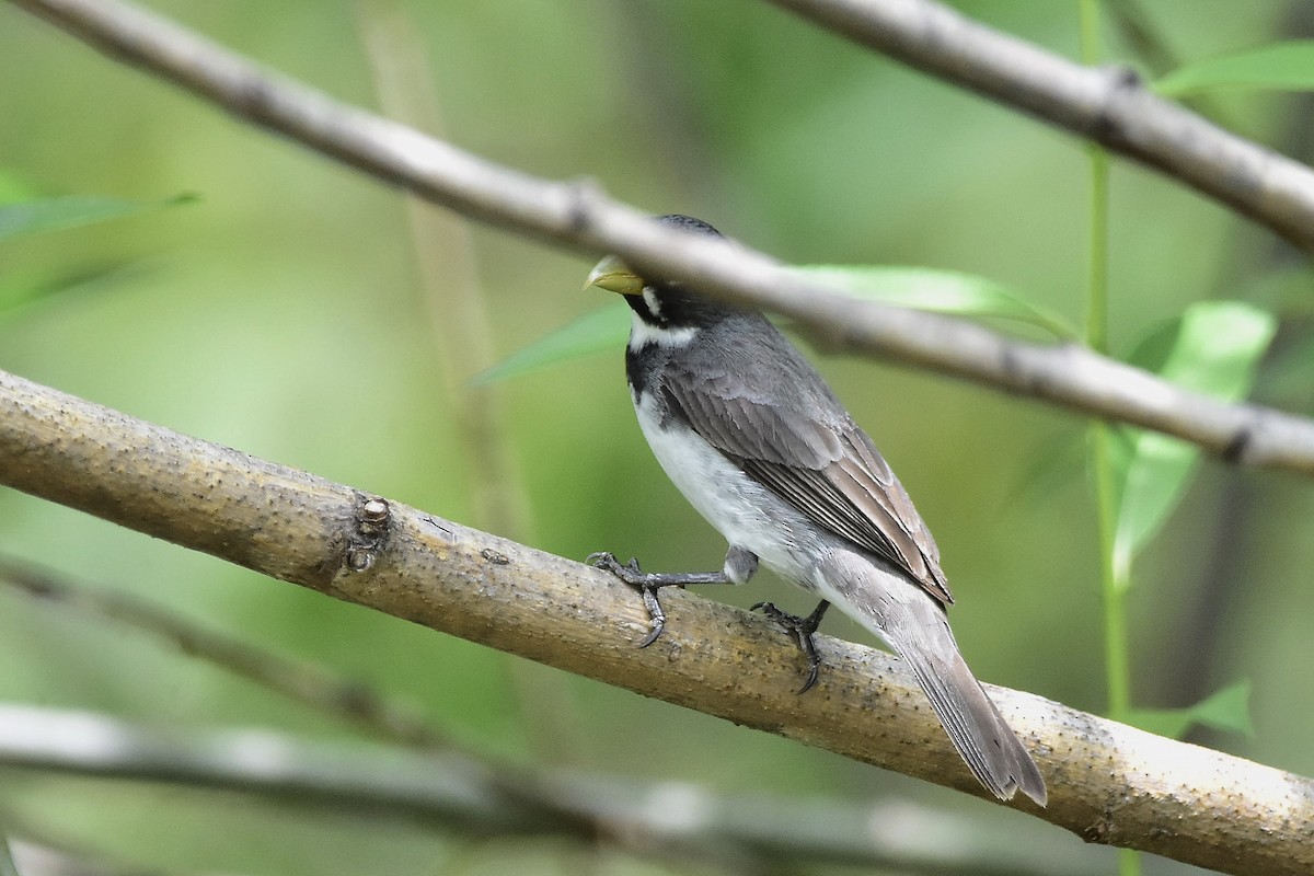 beltefrøeter - ML646066814