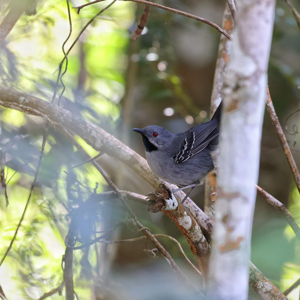 skifergloøye - ML646066817