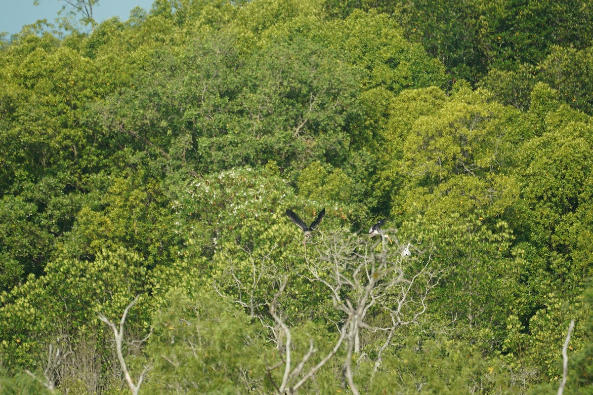 beltestork - ML646066818