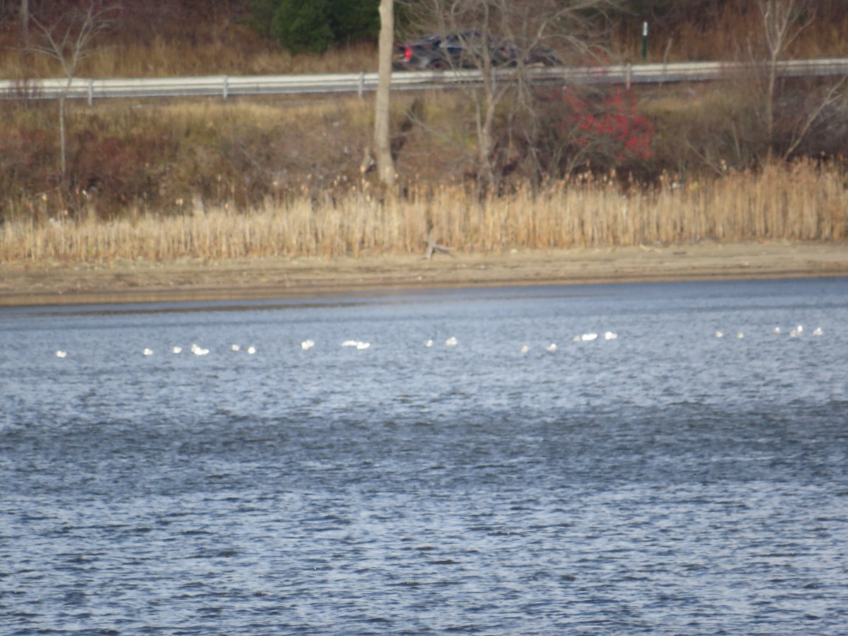 ringnebbmåke - ML646066820