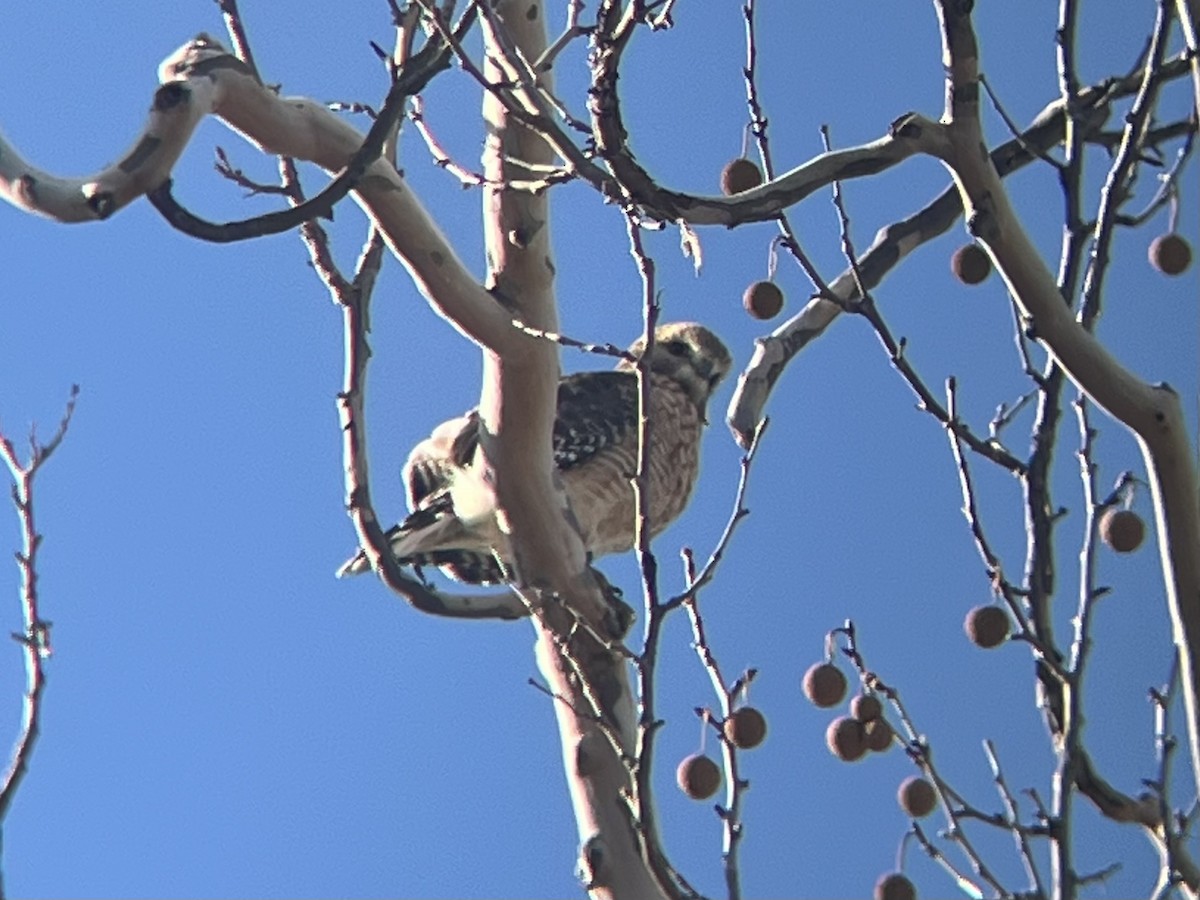 rødvingevåk - ML646066822