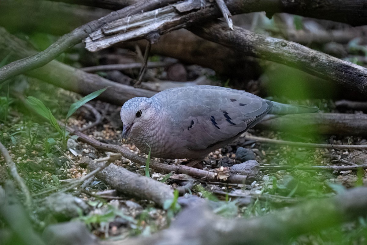 spurvedue - ML646066823