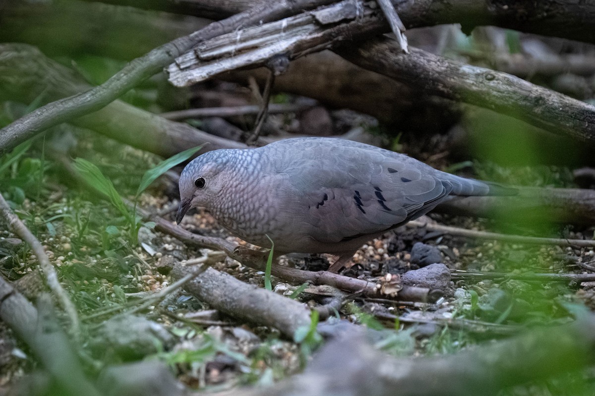 spurvedue - ML646066824