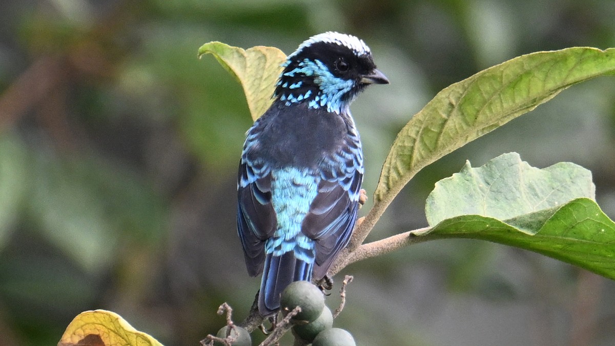 berylltanagar - ML646066825