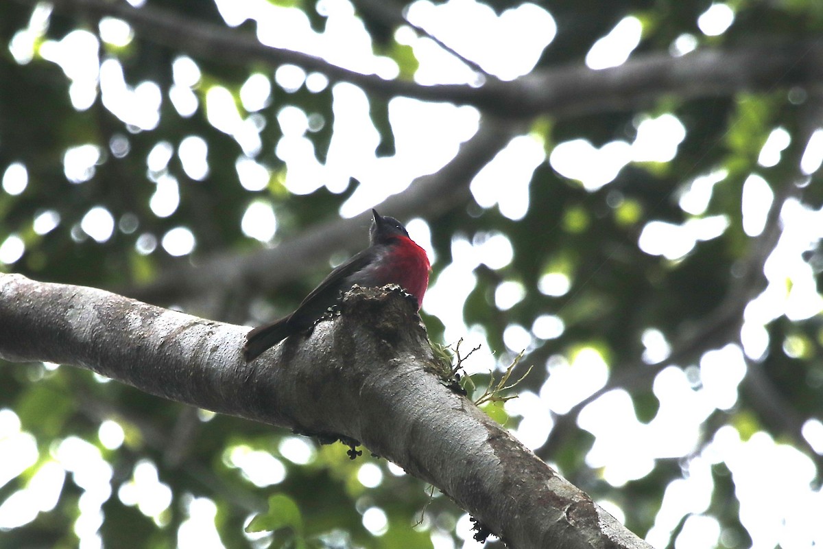 rosenflueskvett - ML646066826