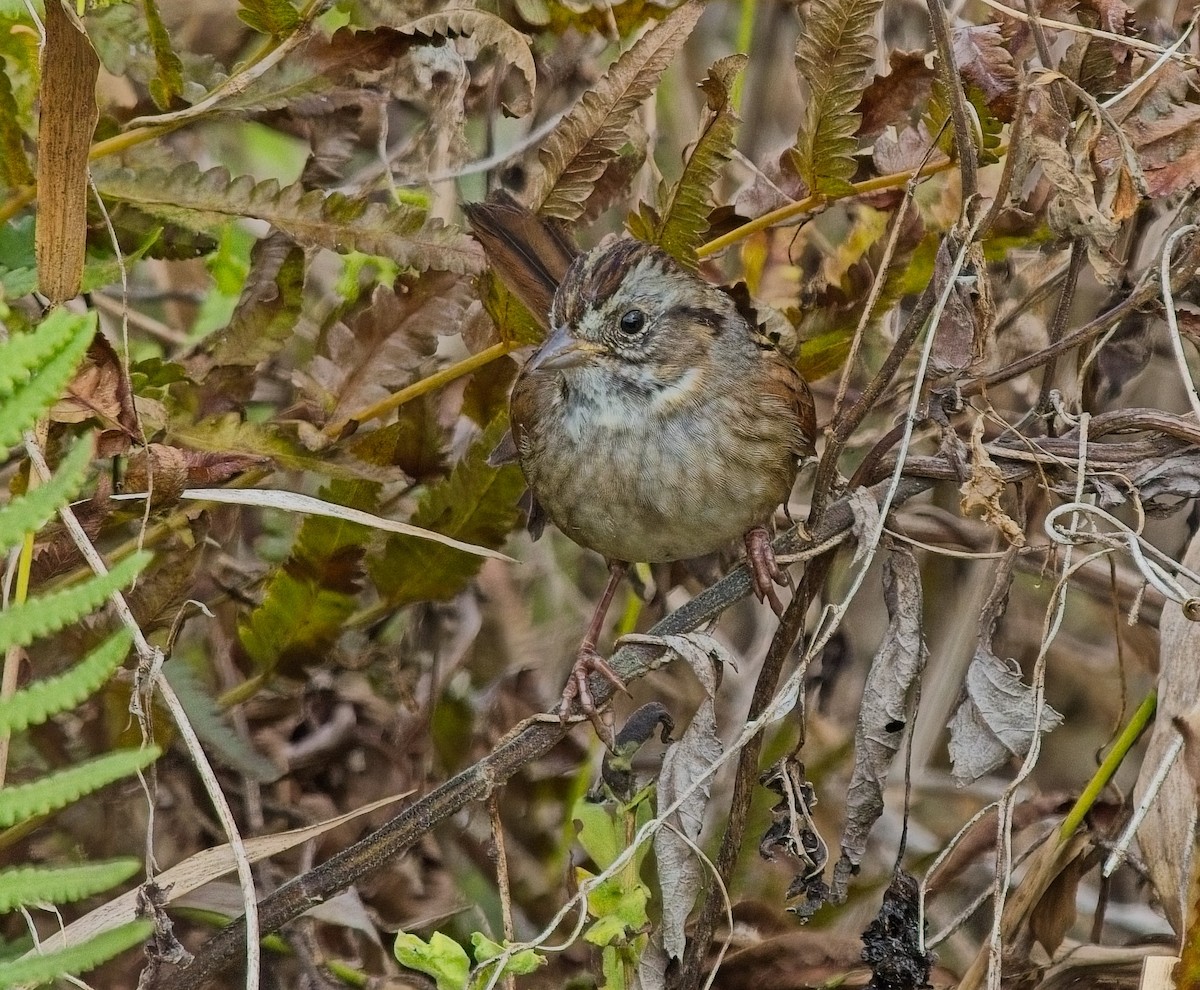 sumpspurv - ML646066827