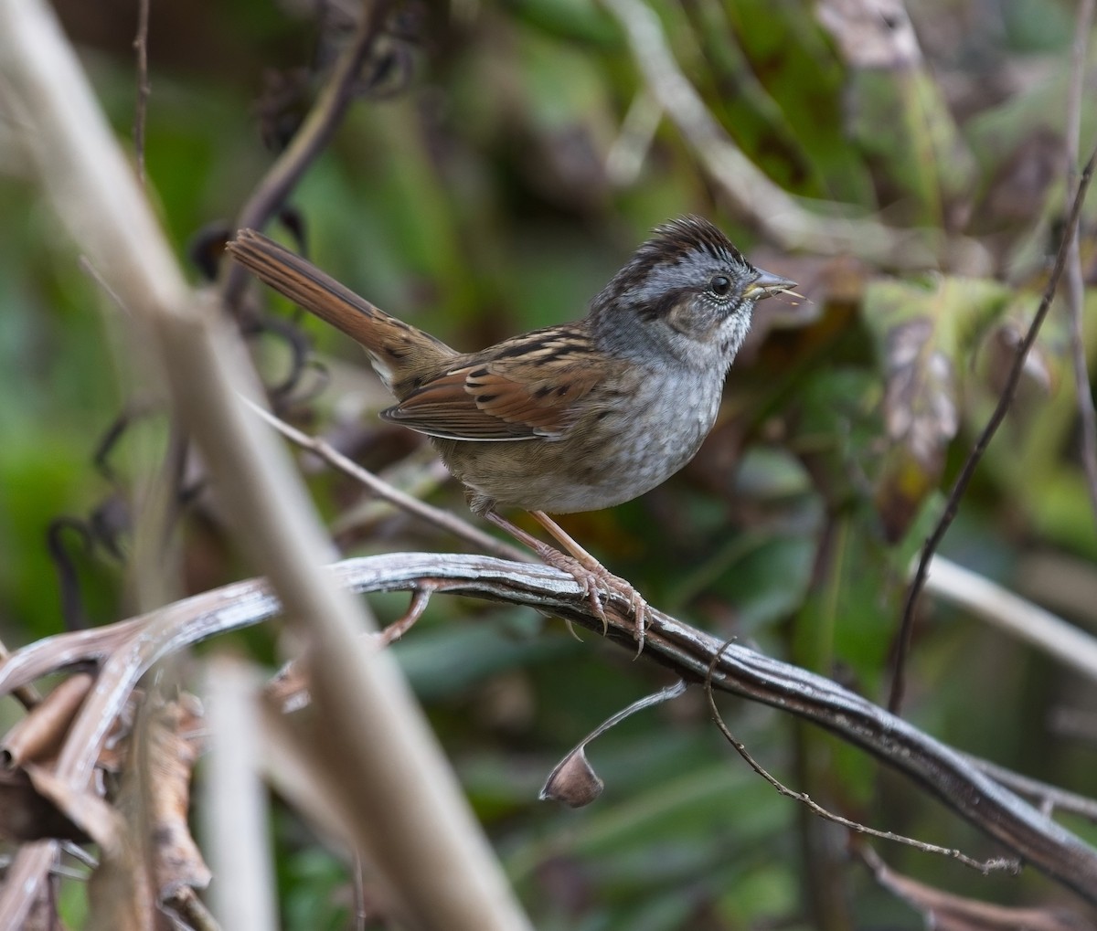 sumpspurv - ML646066828