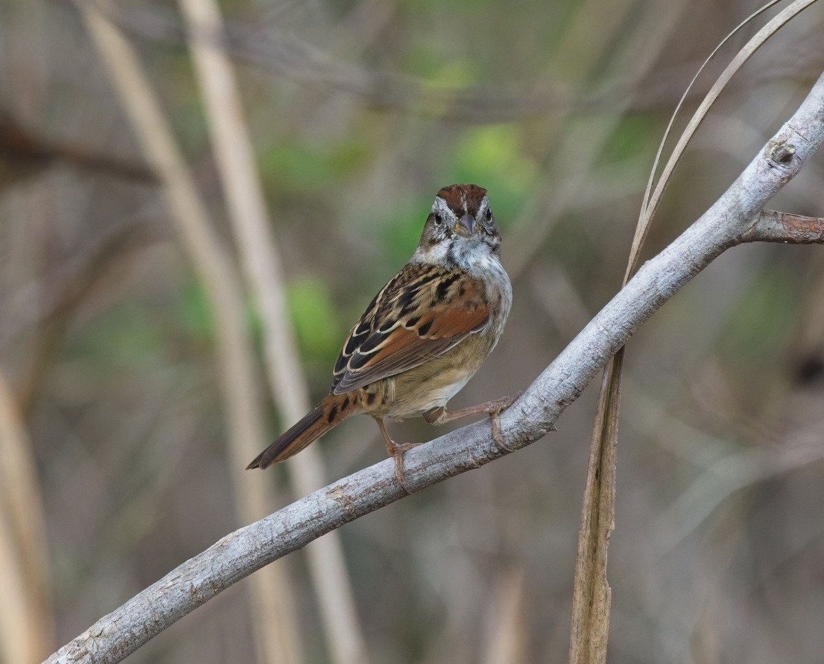 sumpspurv - ML646066829