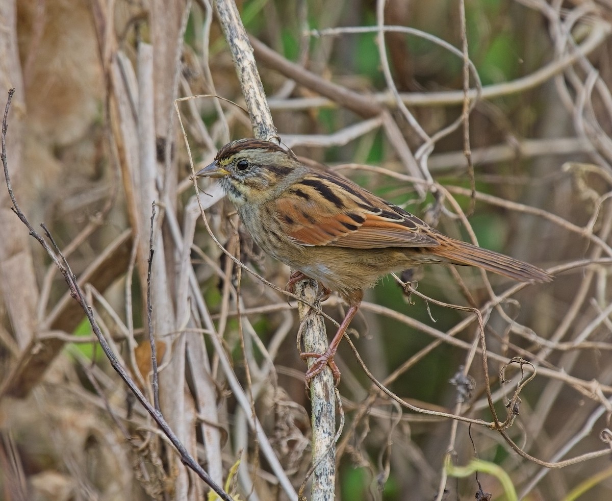 sumpspurv - ML646066830