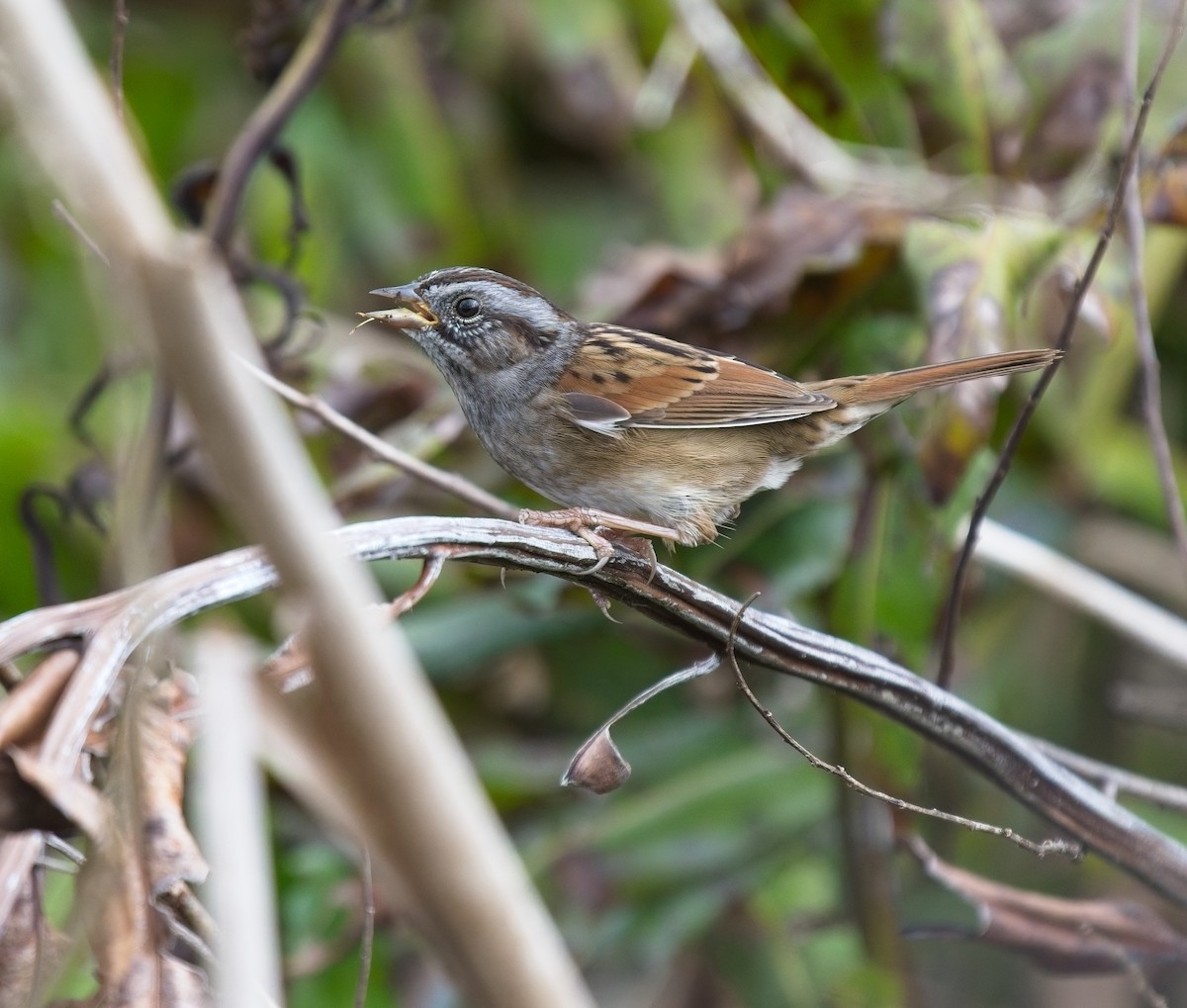 sumpspurv - ML646066831