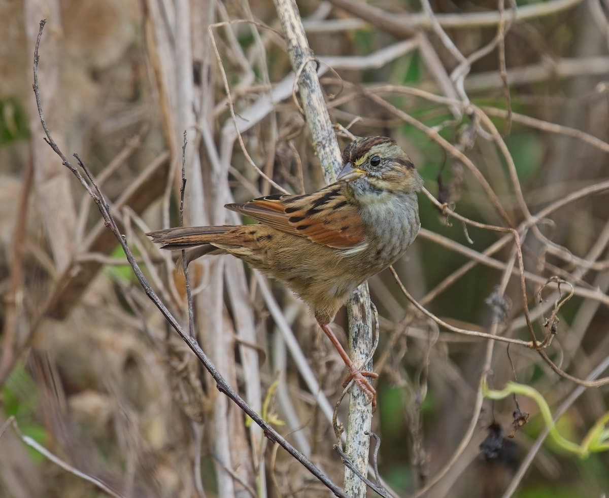 sumpspurv - ML646066832