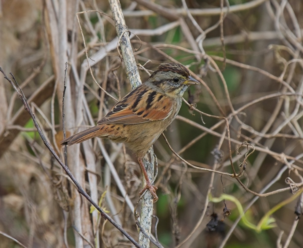 sumpspurv - ML646066833