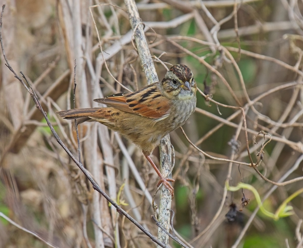 sumpspurv - ML646066834