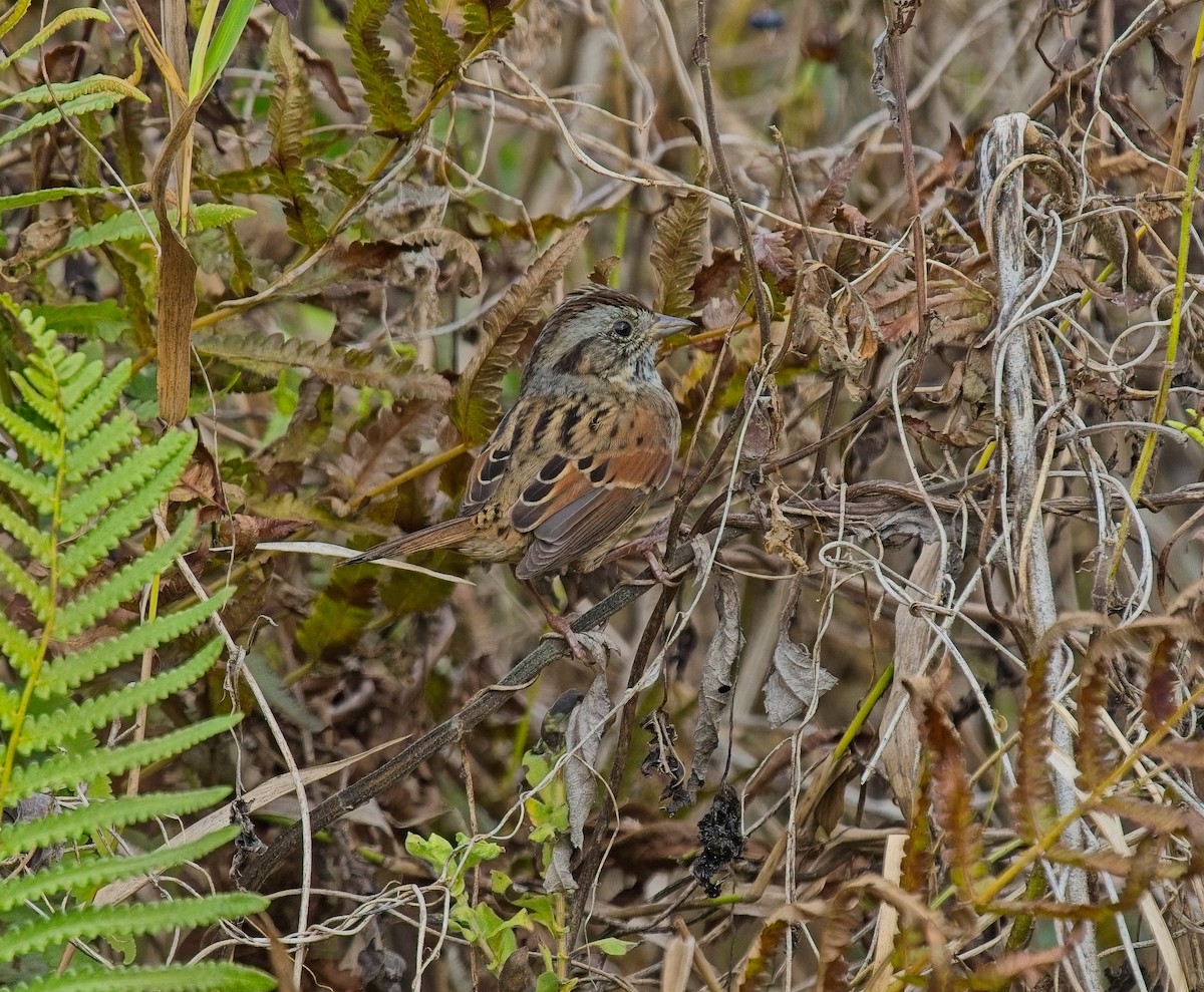 sumpspurv - ML646066835