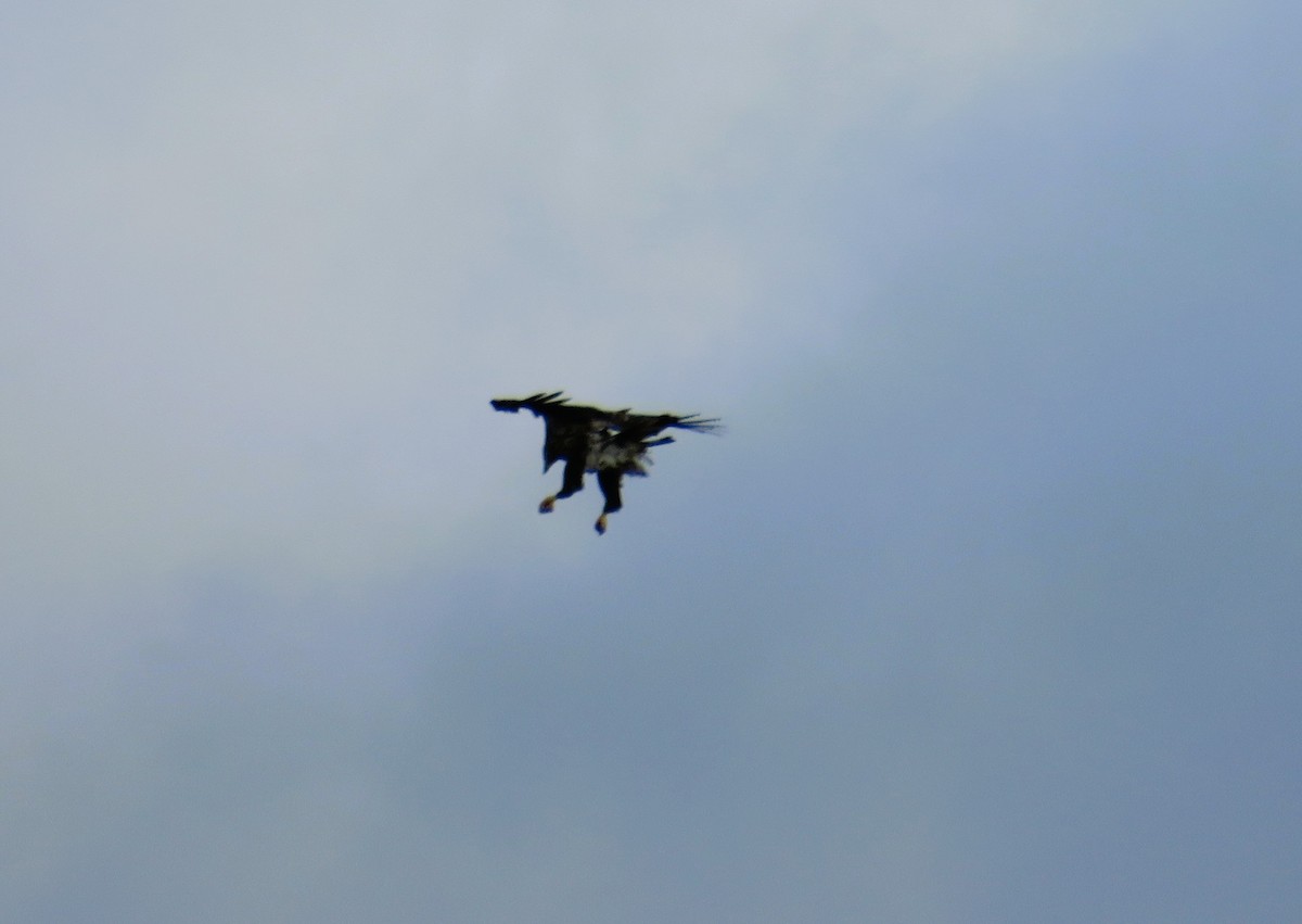 hvithodehavørn - ML646066836