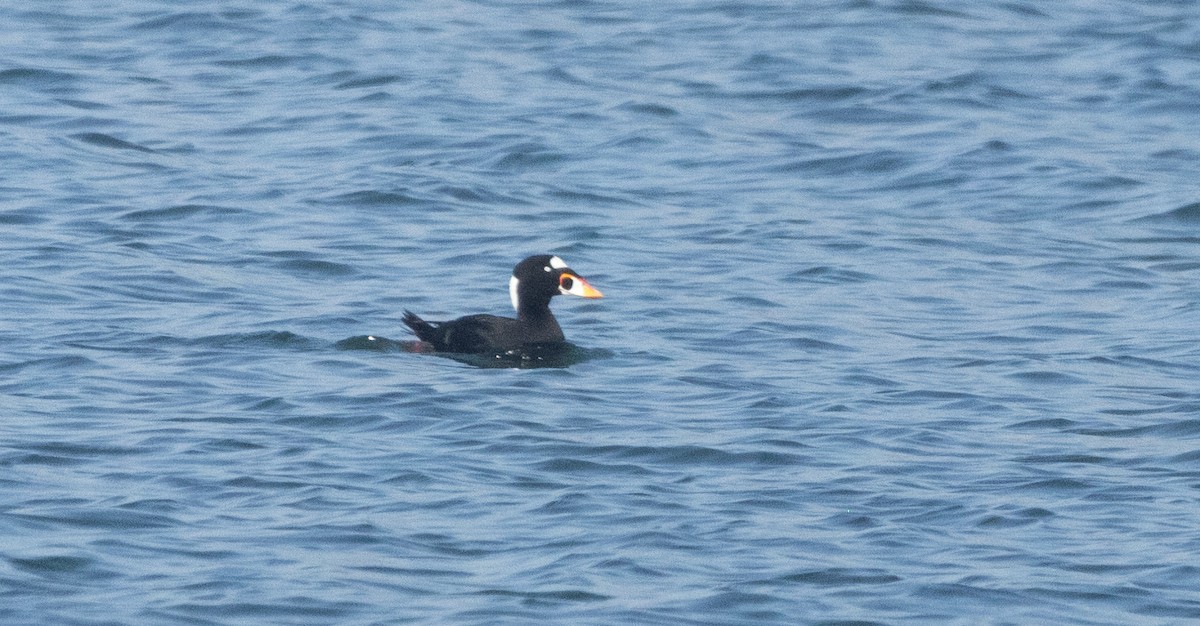 brilleand - ML646066837