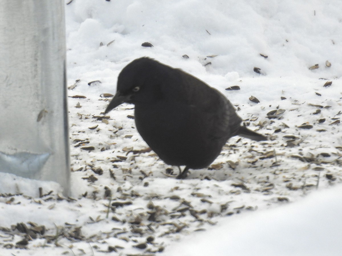 Гракл пурпуровошиїй - ML646066838