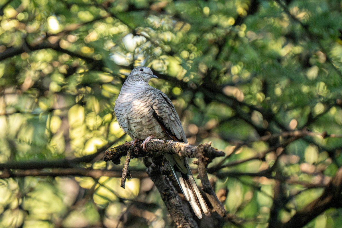 kaktusdue - ML646066843