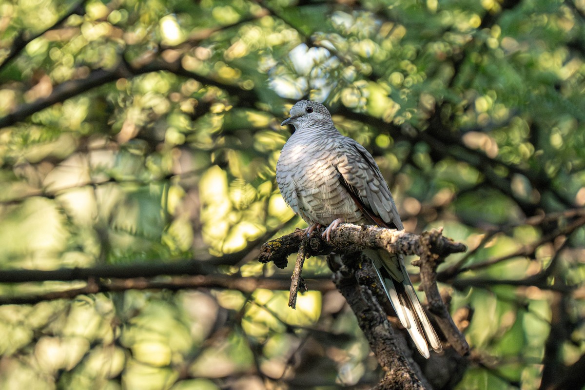 kaktusdue - ML646066844