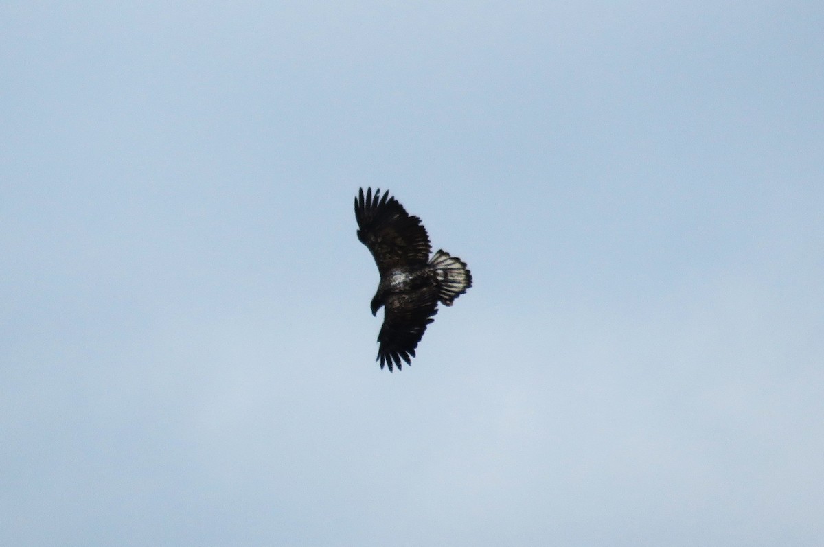 hvithodehavørn - ML646066845