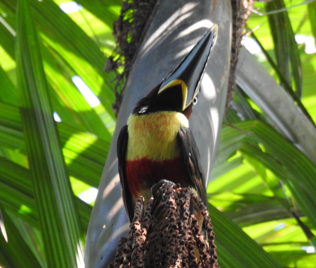 arassari hnědouchý - ML646066847