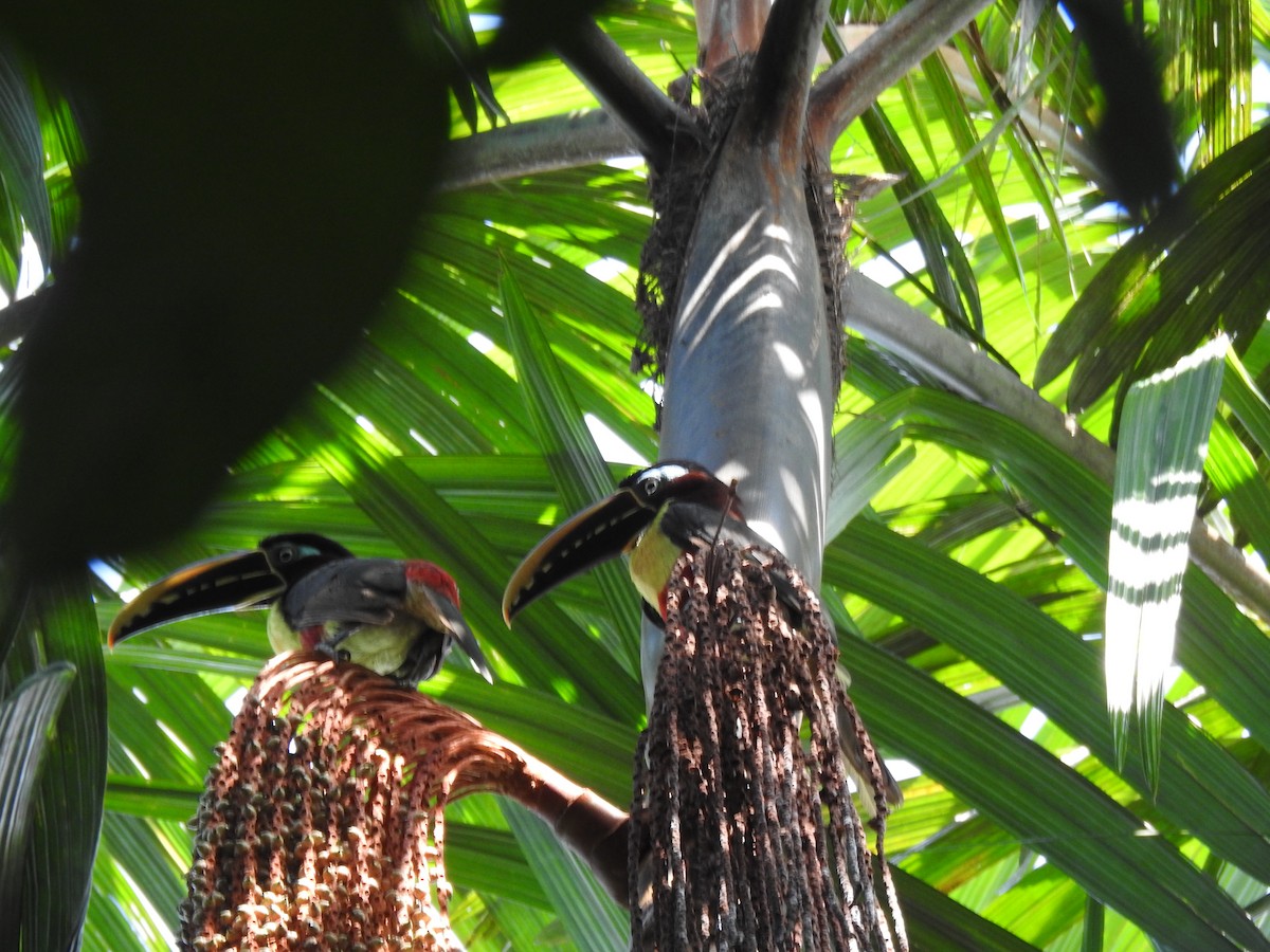 arassari hnědouchý - ML646066848