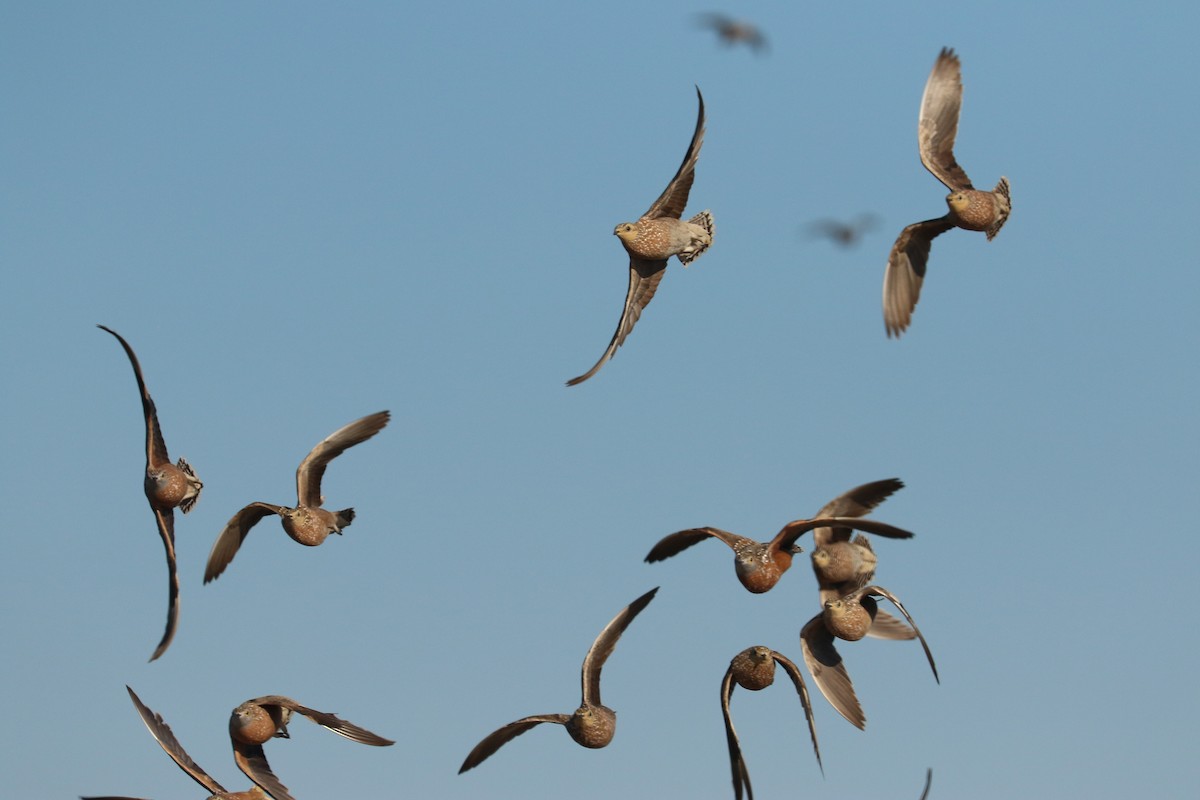 Burchell's Sandgrouse - ML646066855