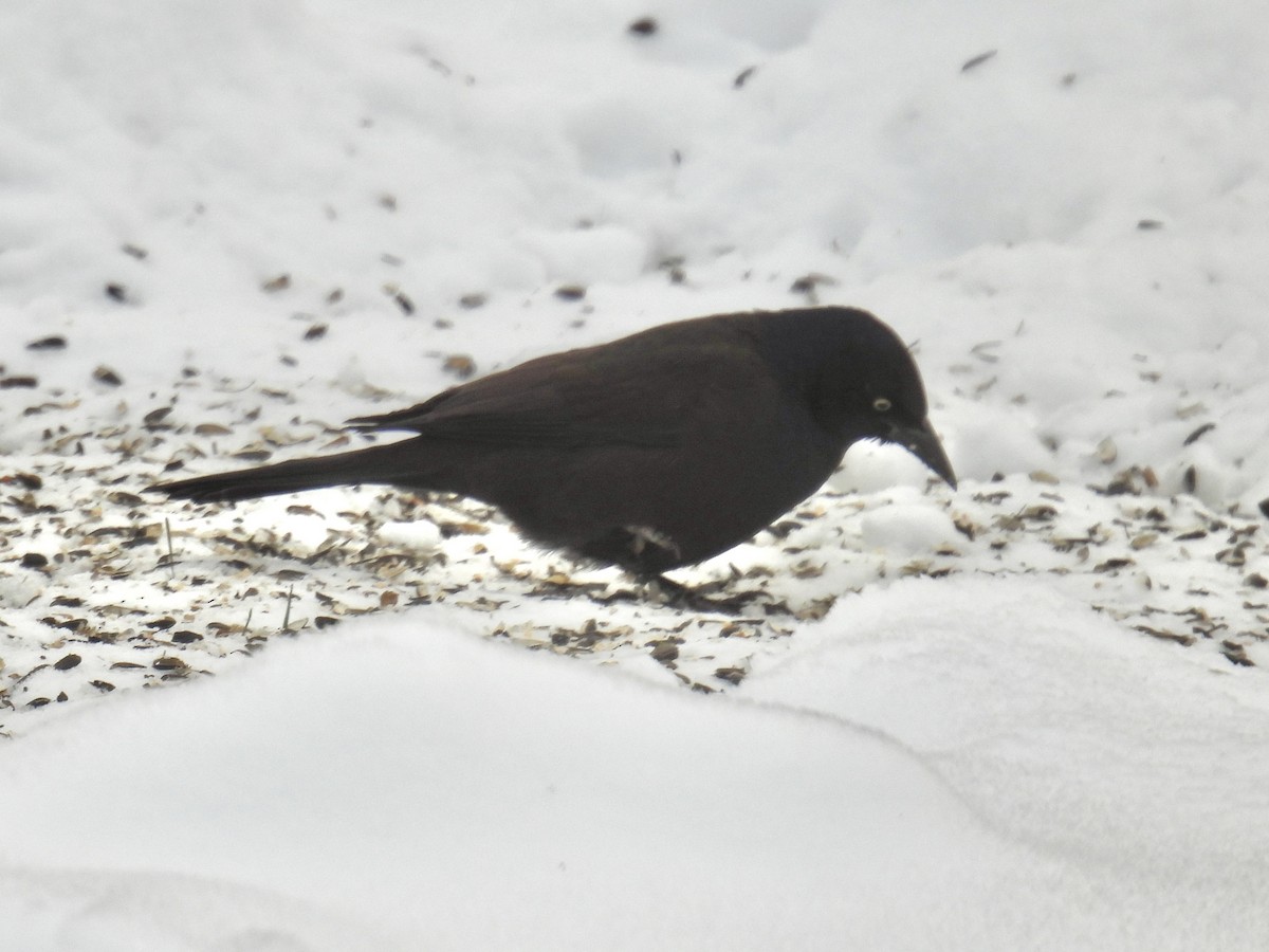 Гракл пурпуровошиїй - ML646066857