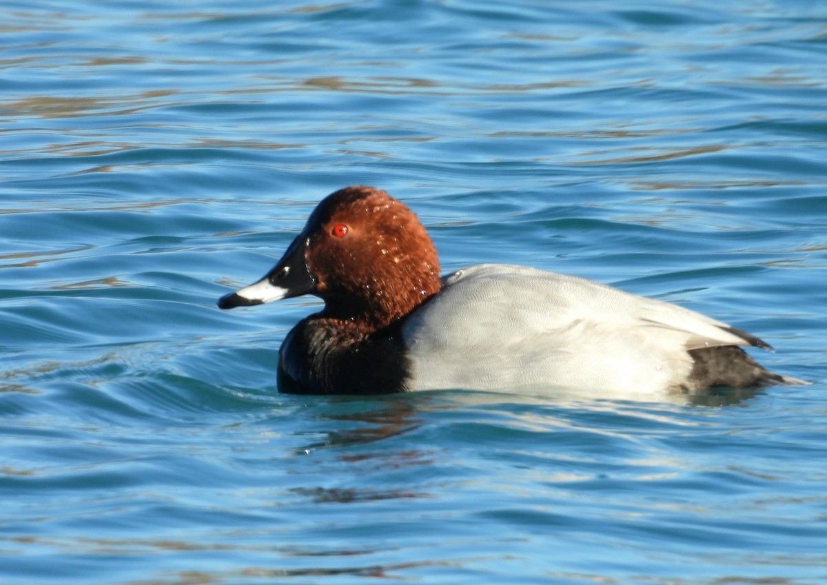 Common Pochard - ML646066867