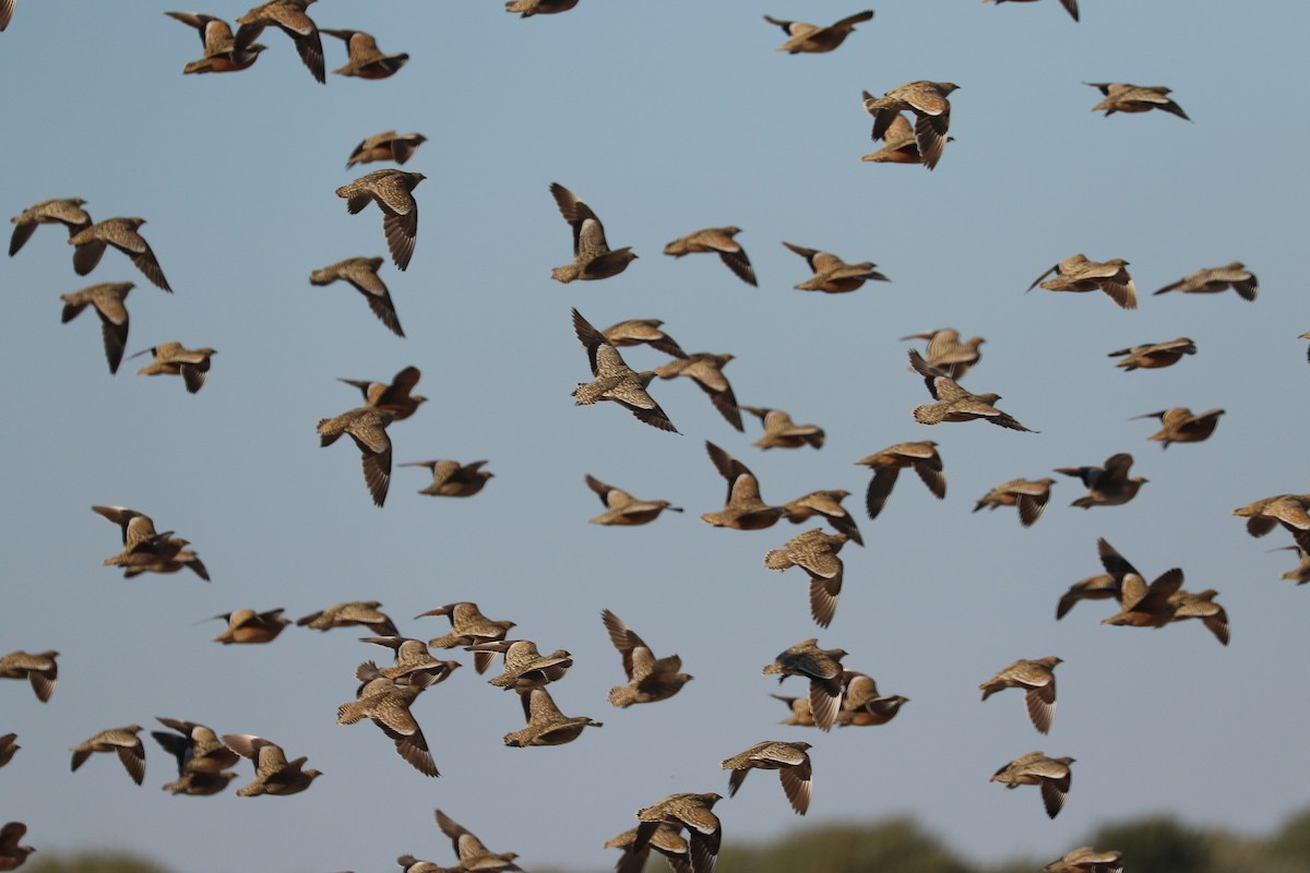 Burchell's Sandgrouse - ML646066868