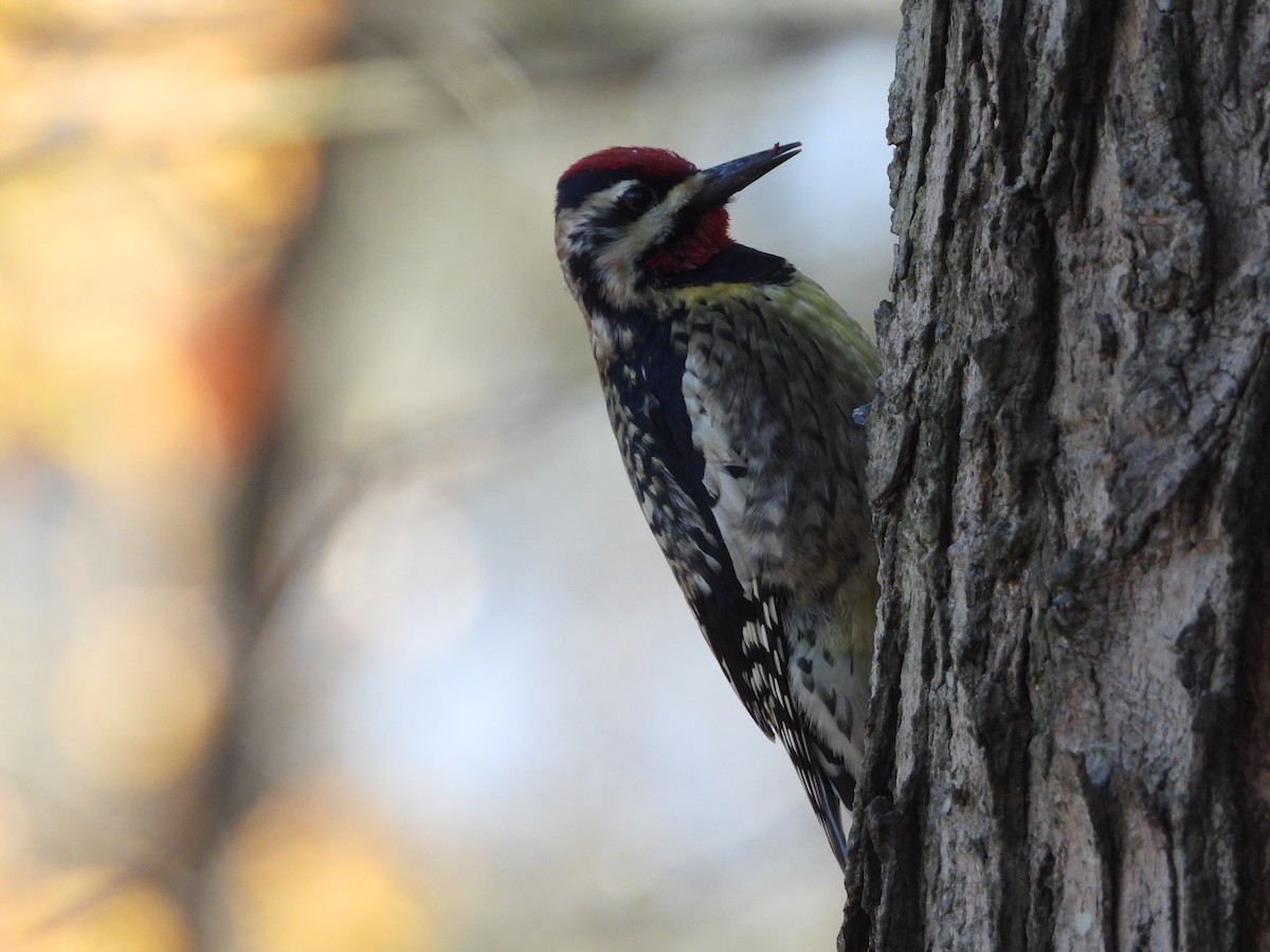 Yellow-bellied Sapsucker - ML646066879
