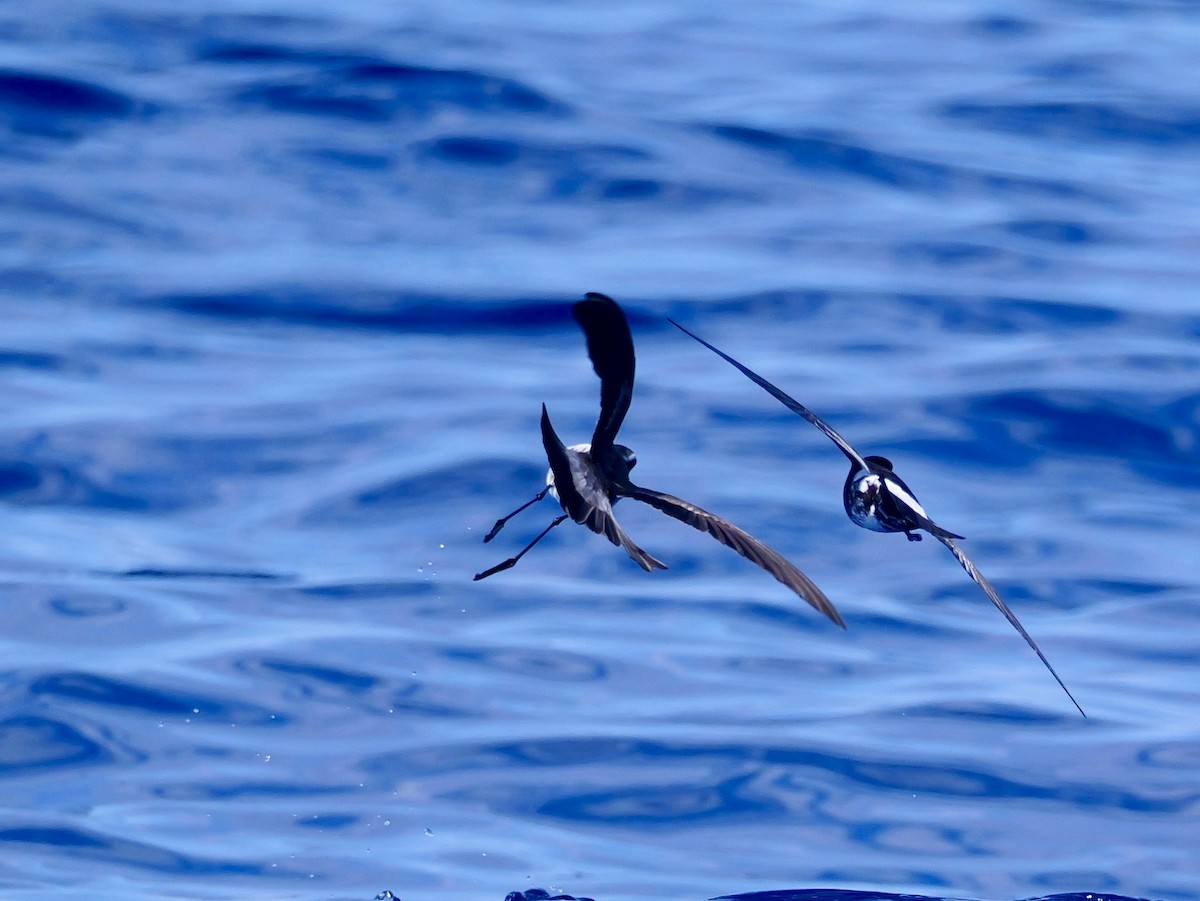 fregattstormsvale - ML646066880