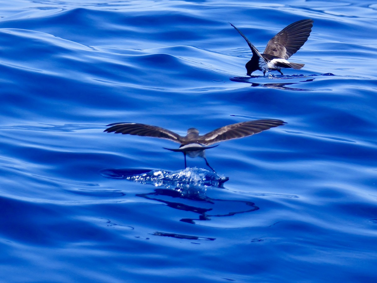 fregattstormsvale - ML646066881