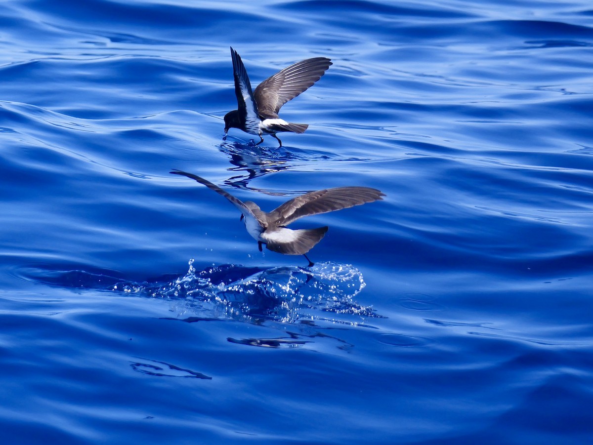 fregattstormsvale - ML646066882