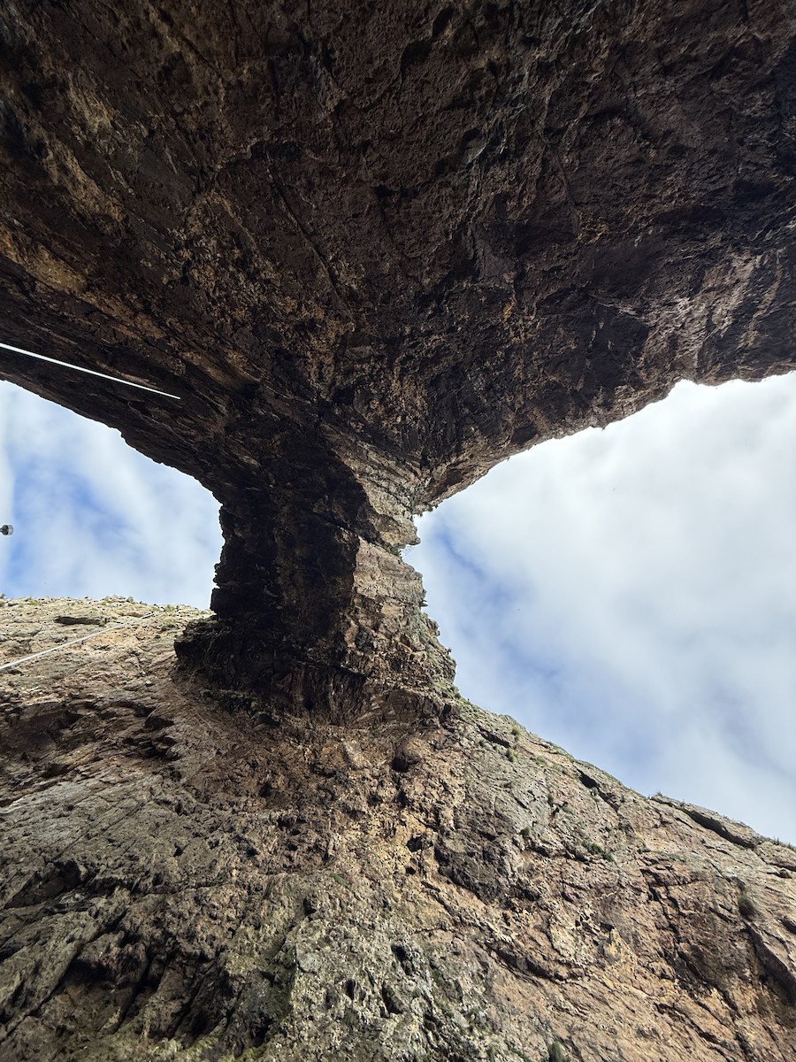 fregattstormsvale - ML646066883