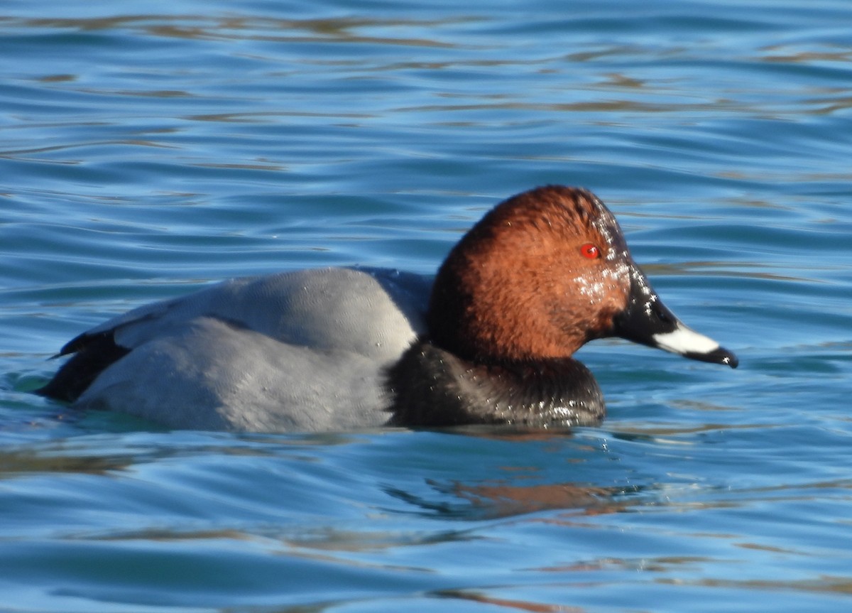 Common Pochard - ML646066884