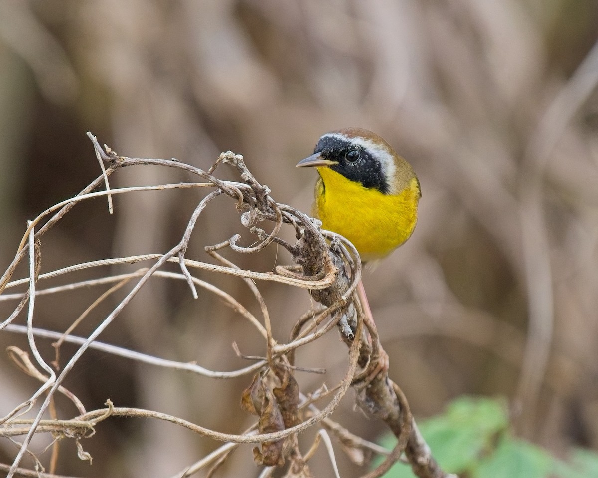 Common Yellowthroat - ML646066885
