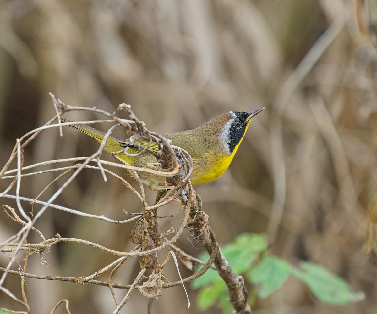 Common Yellowthroat - ML646066887