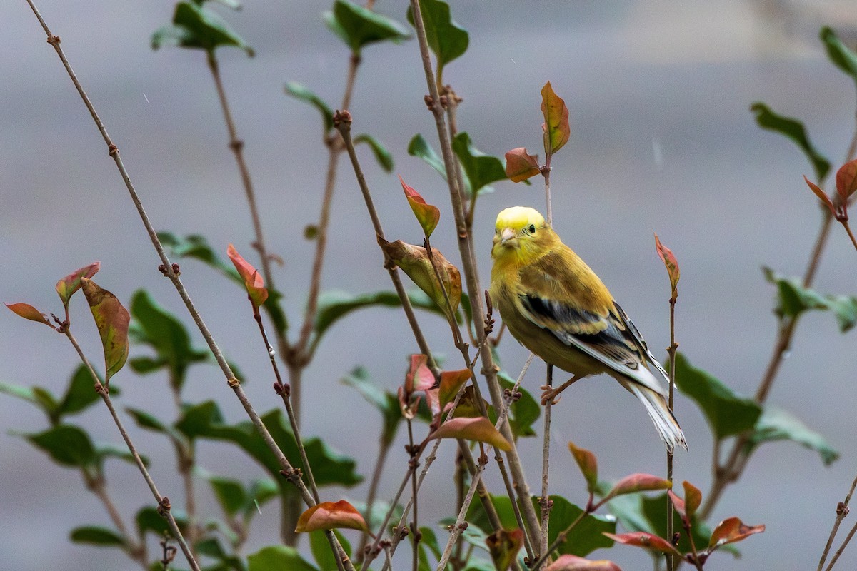 American Goldfinch - ML646066888